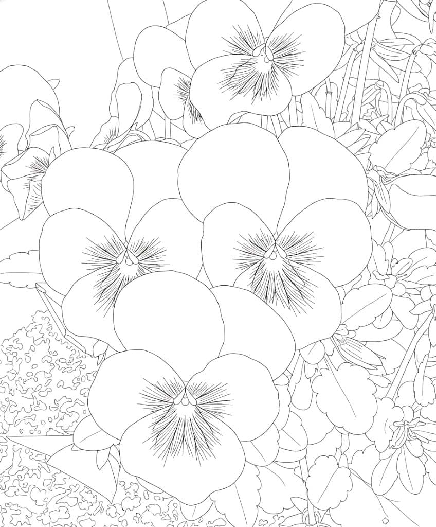 Nakreslete Maceška základní omalovánka