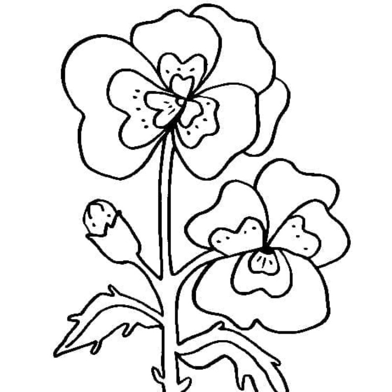 Nakreslete Maceška zdarma prostý omalovánka