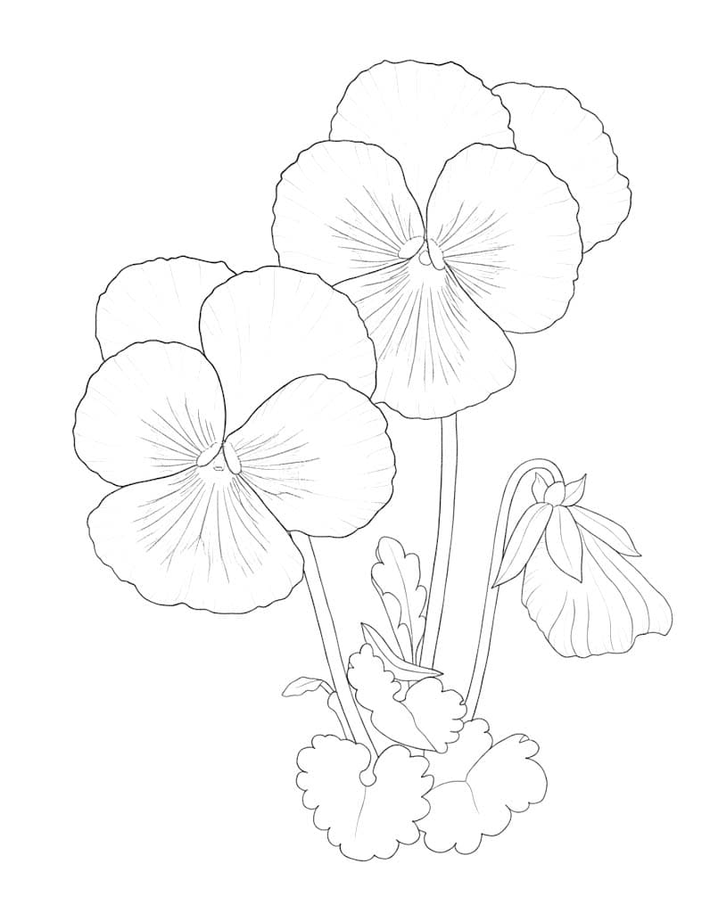 Nakreslete Maceška zdarma základní tisknutelné omalovánka