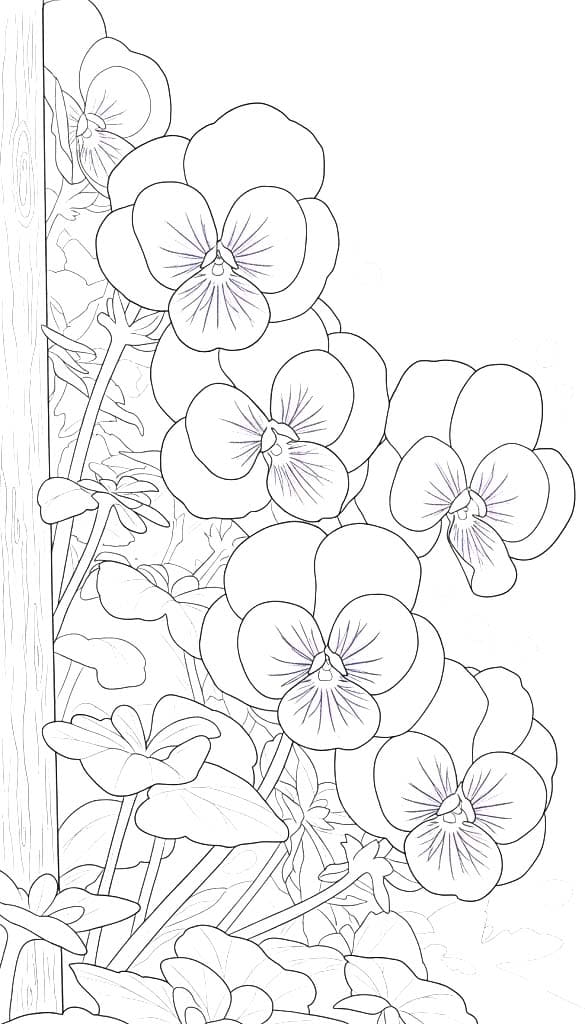 Nakreslete Maceška zdarma omalovánka