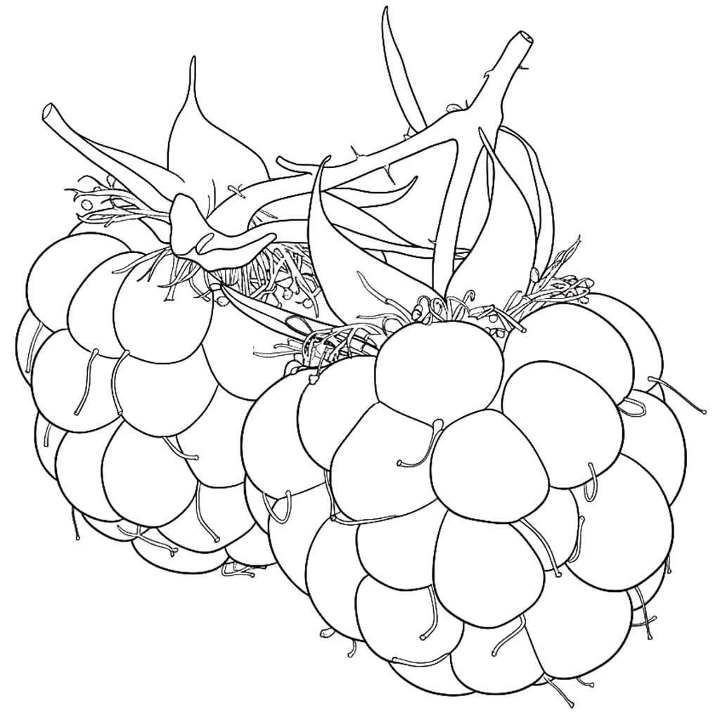 Nakreslete Malina zdarma omalovánka