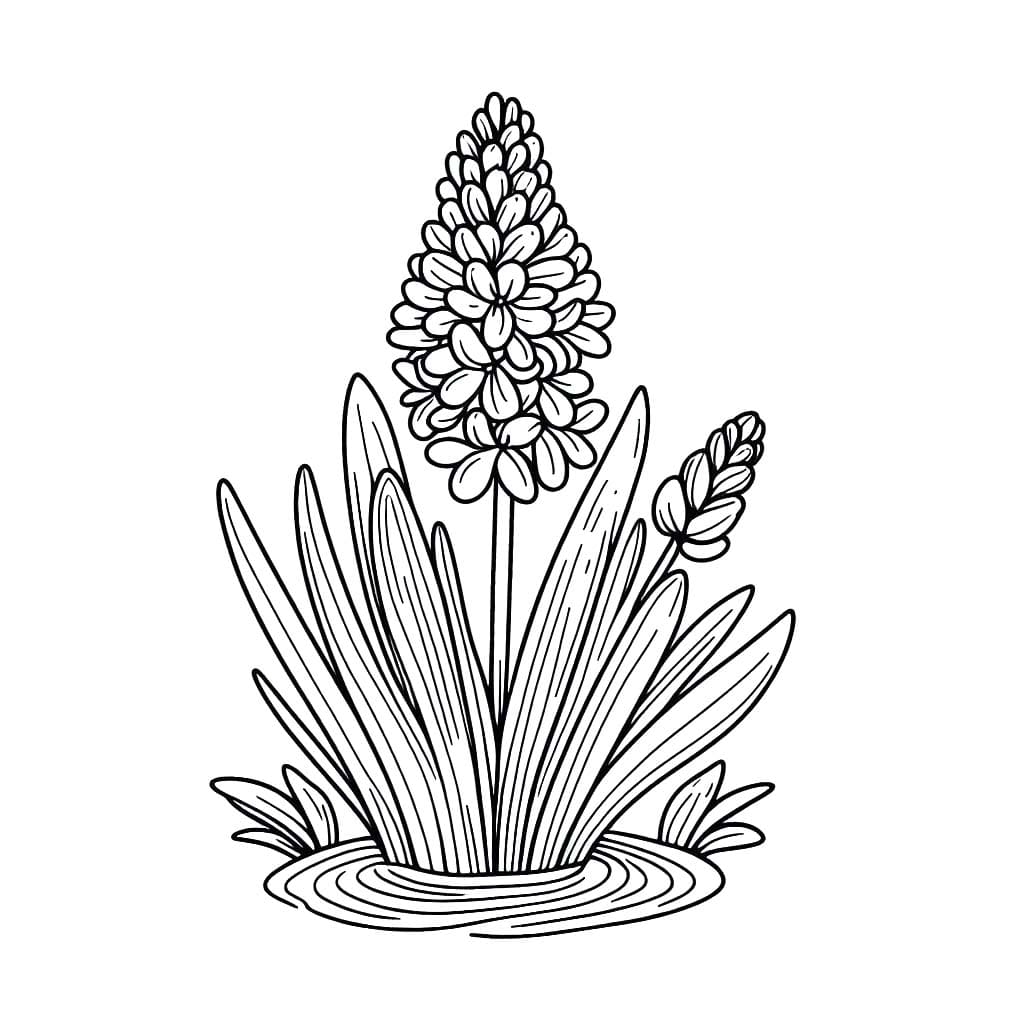 Obraz Hyacint zdarma tisknutelné omalovánka