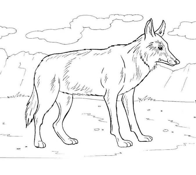 Kojot snadný tisknutelné omalovánka