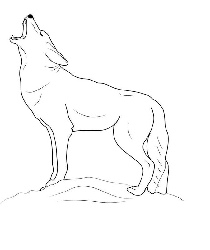 Kojot zdarma snadný omalovánka