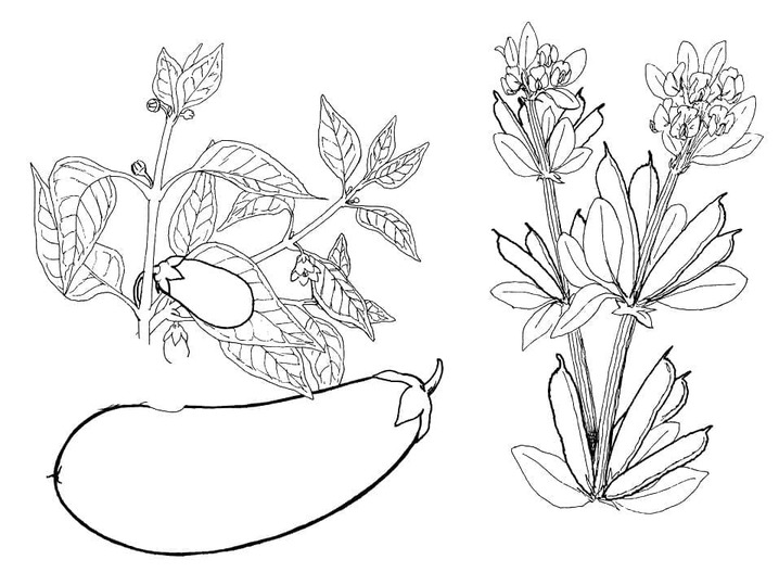 Lilek zdarma snadný omalovánka