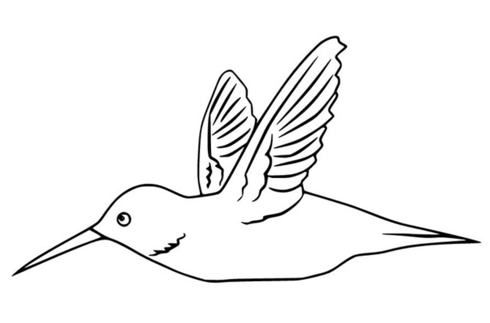 Nakreslete Kolibřík zdarma snadný tisknutelné omalovánka