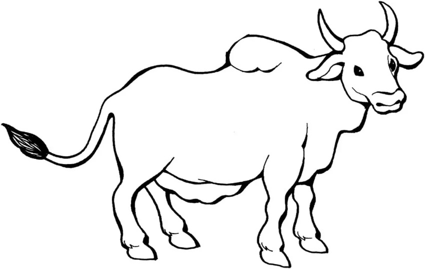 Obraz Býci tisknutelné omalovánka