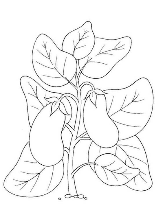 Obraz Lilek zdarma omalovánka