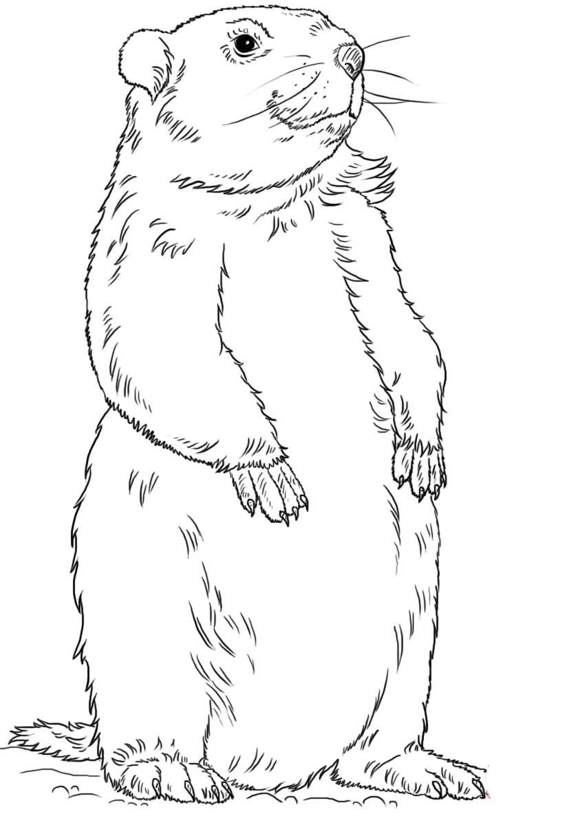 Sysel zdarma snadný tisknutelné omalovánka