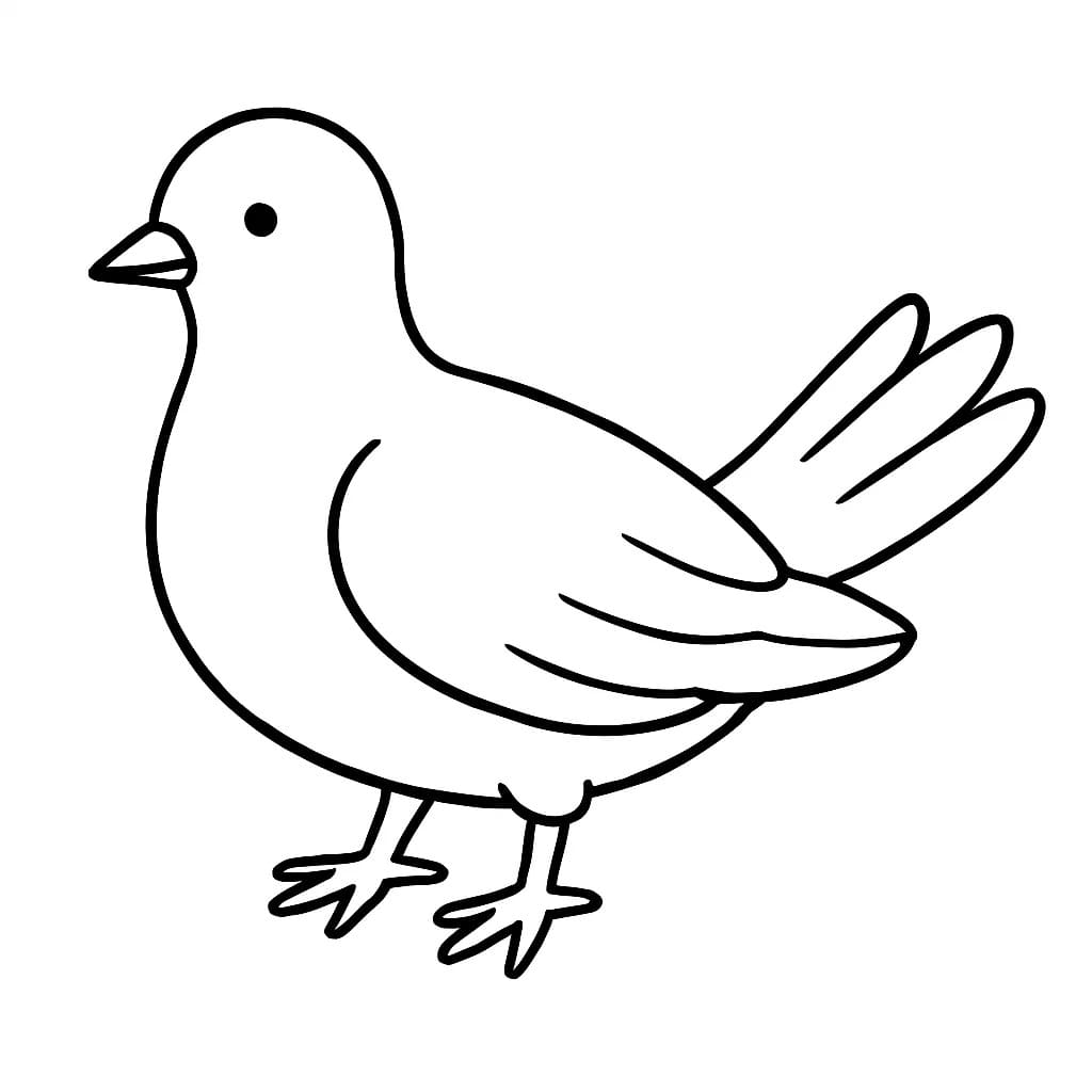 Holub prostý tisknutelné omalovánka