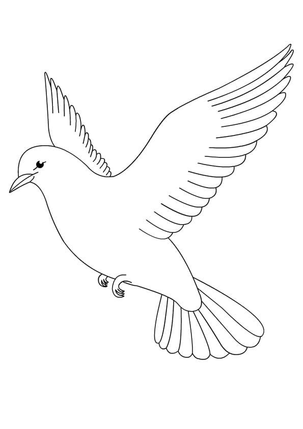 Holub zdarma snadný omalovánka