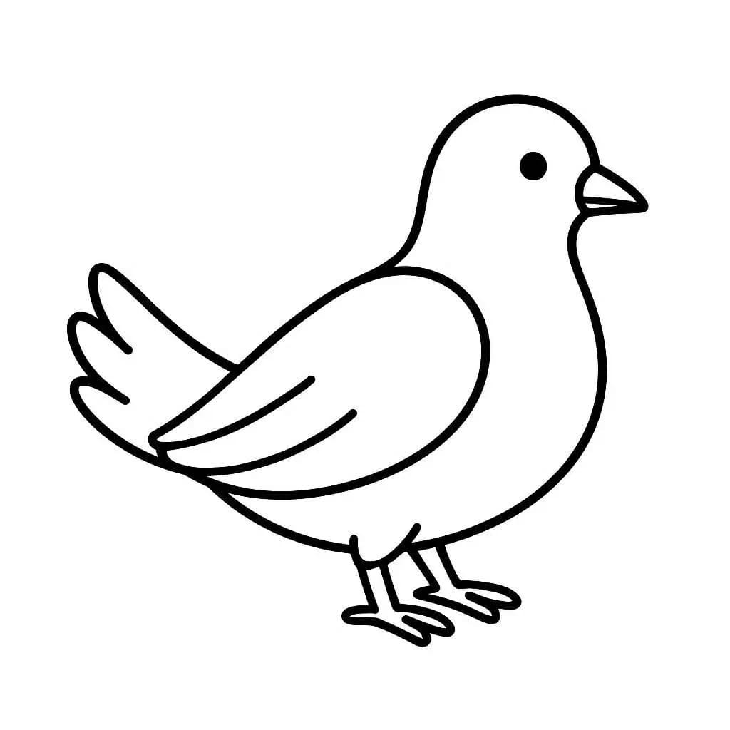 Holub zdarma omalovánka