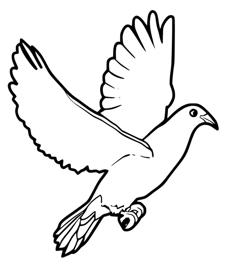 Nakreslete Holub zdarma pro děti omalovánka
