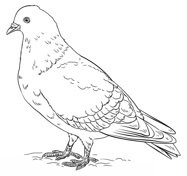 Nakreslete Holub zdarma základní omalovánka