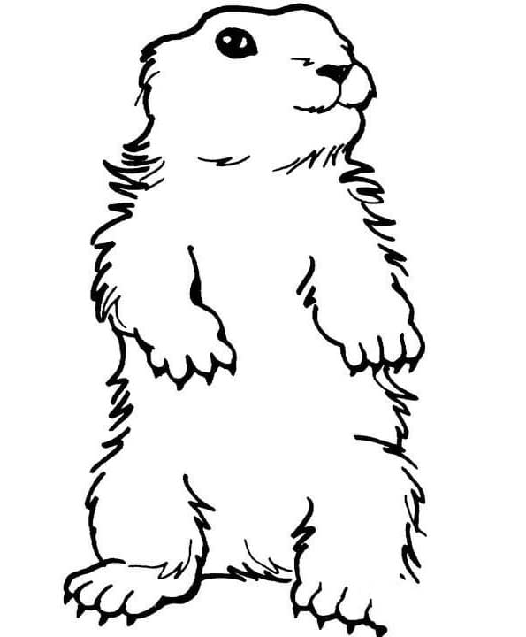 Nakreslete Svišť prostý tisknutelné omalovánka