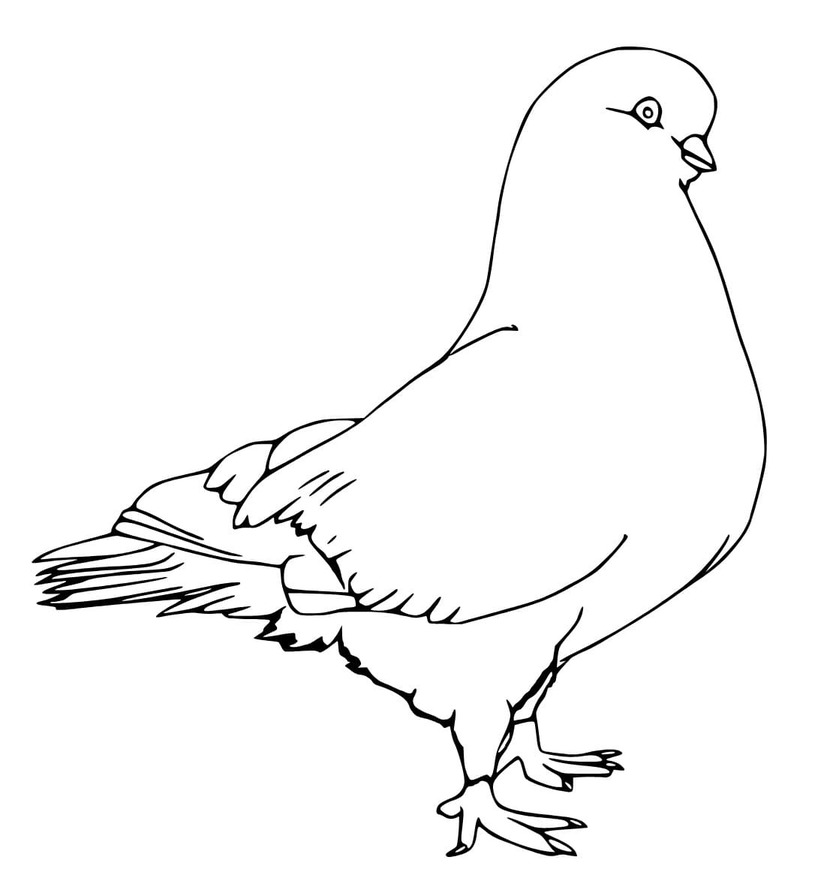 Obraz Holub zdarma omalovánka