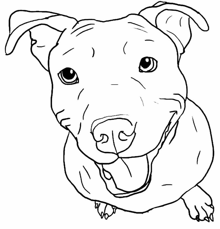 Nakreslete Pitbull snadný omalovánka