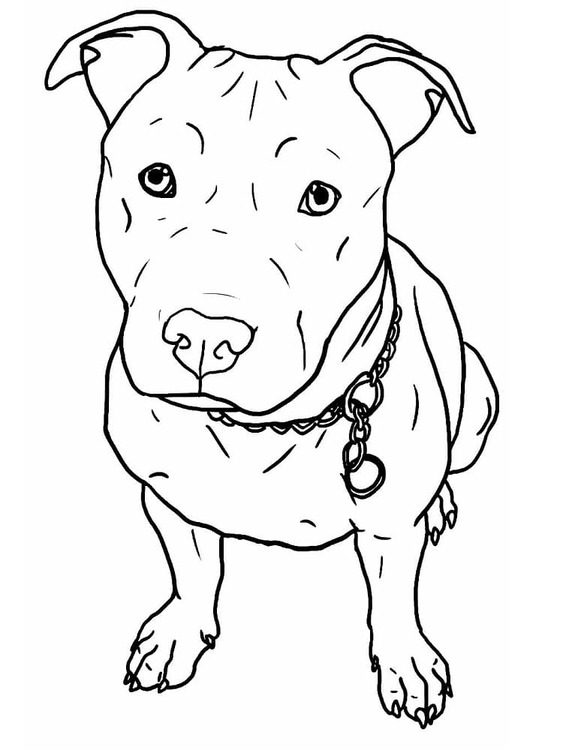 Nakreslete Pitbull tisknutelné pro děti omalovánka