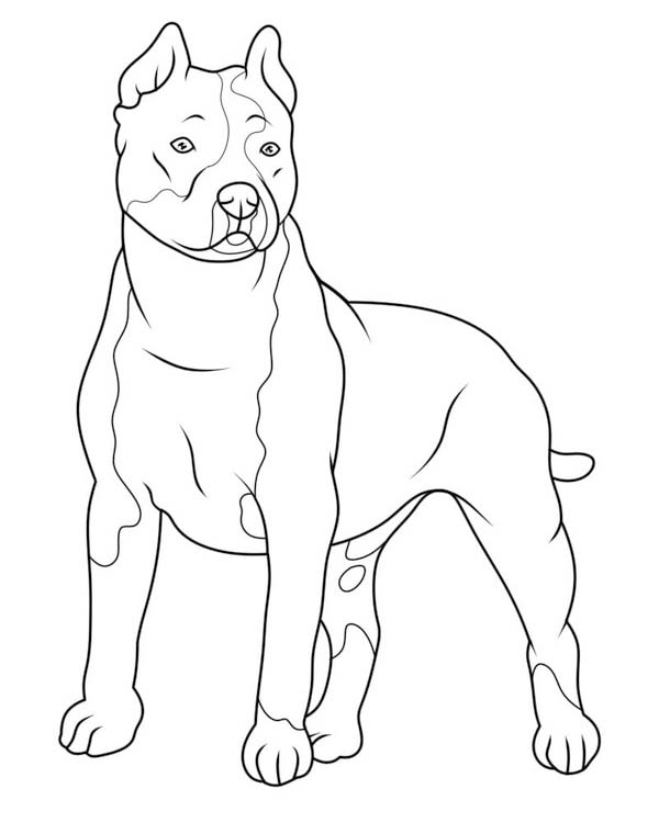Nakreslete Pitbull tisknutelné omalovánka