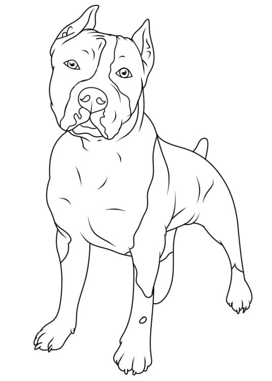 Nakreslete Pitbull základní omalovánka