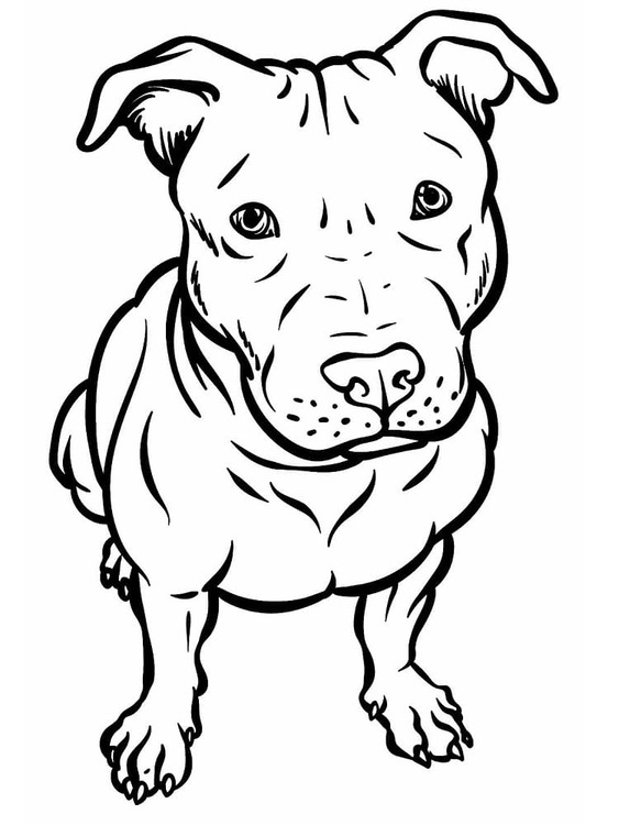 Nakreslete Pitbull zdarma snadný omalovánka