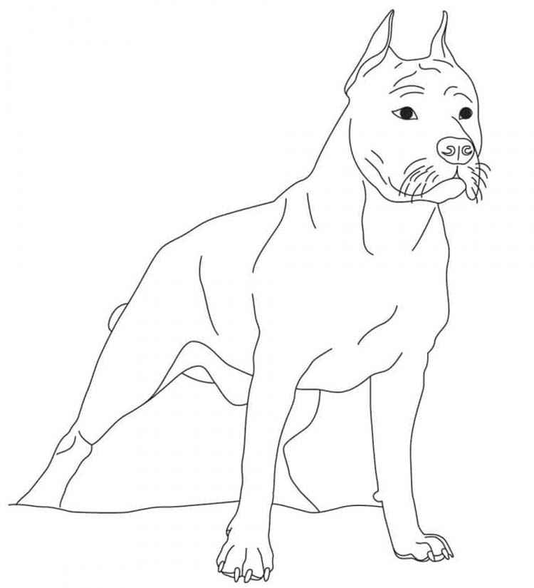 Nakreslete Pitbull omalovánka