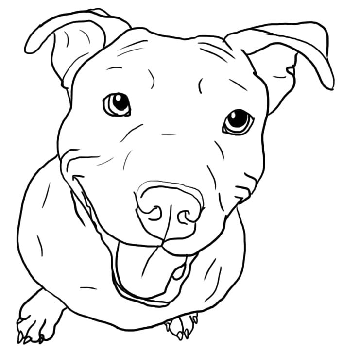 Obraz Pitbull tisknutelné omalovánka