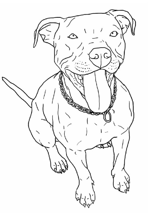 Obraz Pitbull zdarma omalovánka