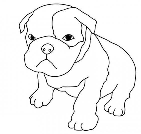 Pitbull k vytisknutí zdarma omalovánka