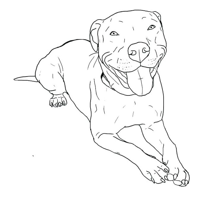 Pitbull k vytisknutí omalovánka