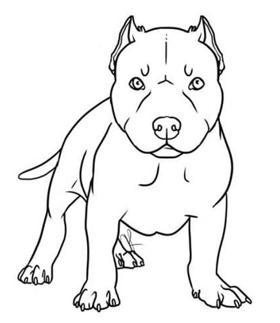Pitbull prostý tisknutelné omalovánka