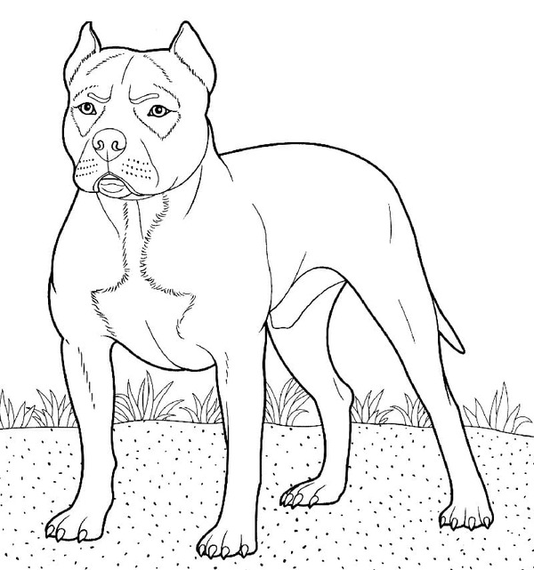 Pitbull snadný tisknutelné omalovánka