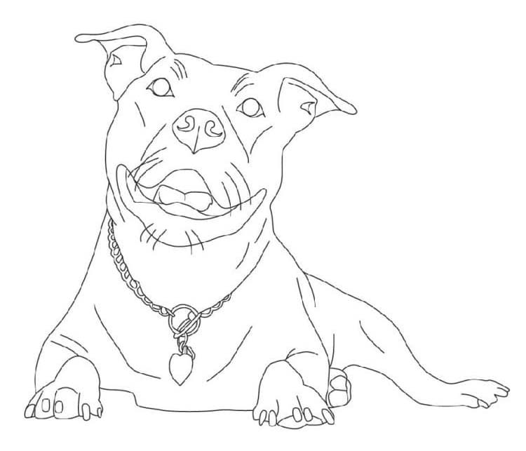 Pitbull tisknutelné pro děti omalovánka