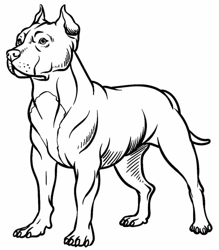 Pitbull tisknutelné omalovánka