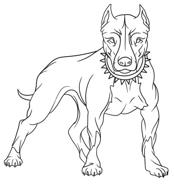 Pitbull základní tisknutelné omalovánka