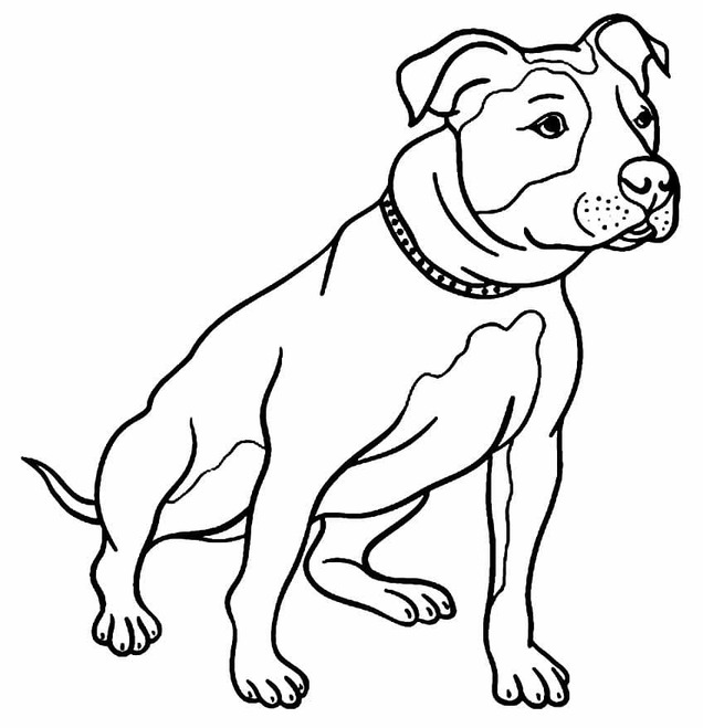 Pitbull omalovánky