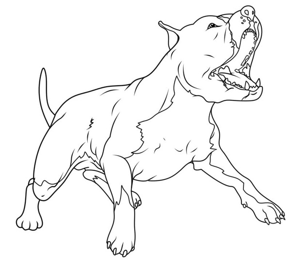 Pitbull zdarma tisknutelné pro děti omalovánka