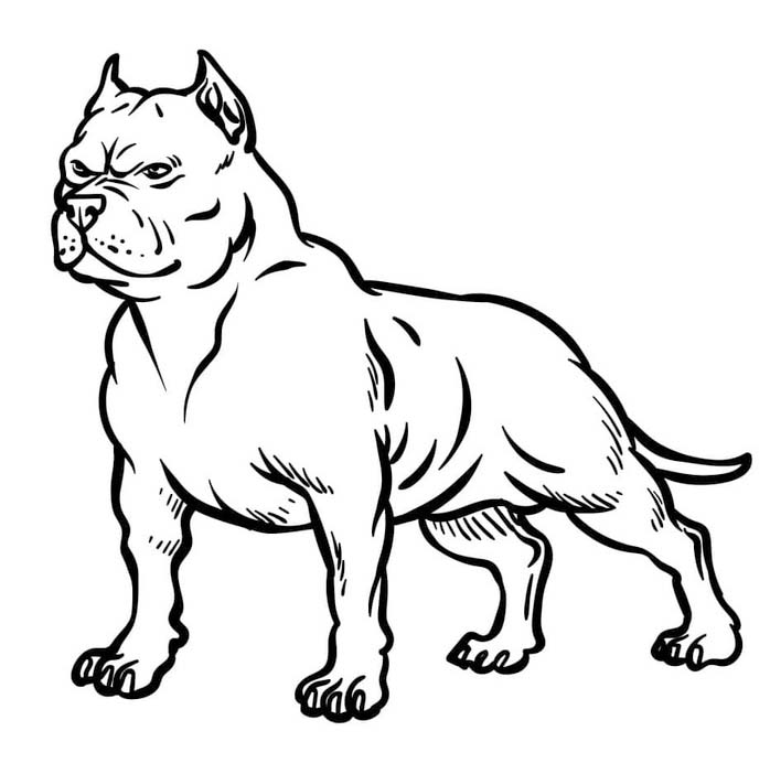 Pitbull zdarma základní tisknutelné omalovánka