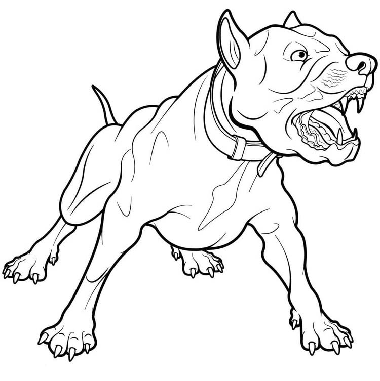 Pitbull zdarma základní omalovánka