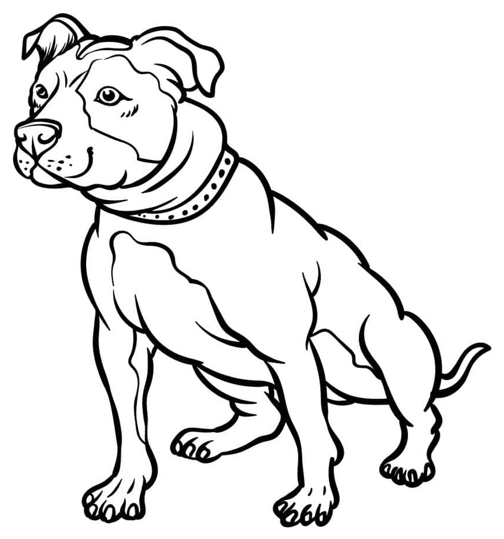 Pitbull zdarma omalovánka
