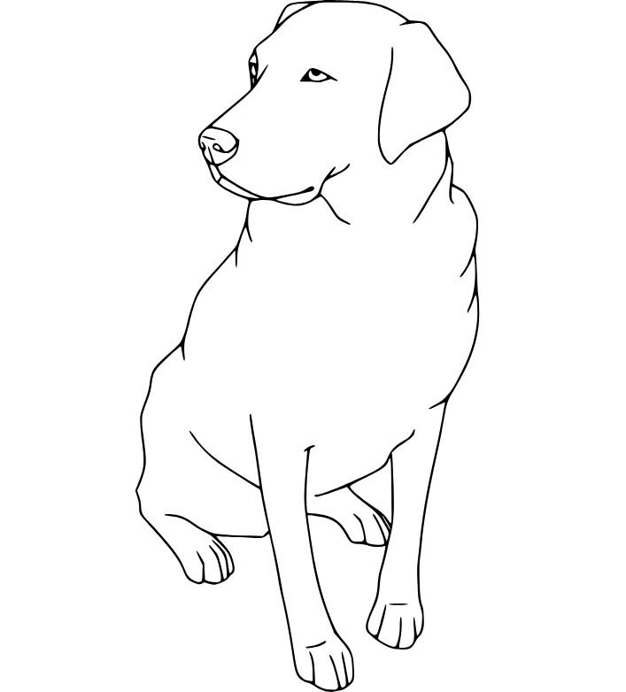 Labrador základní tisknutelné omalovánka