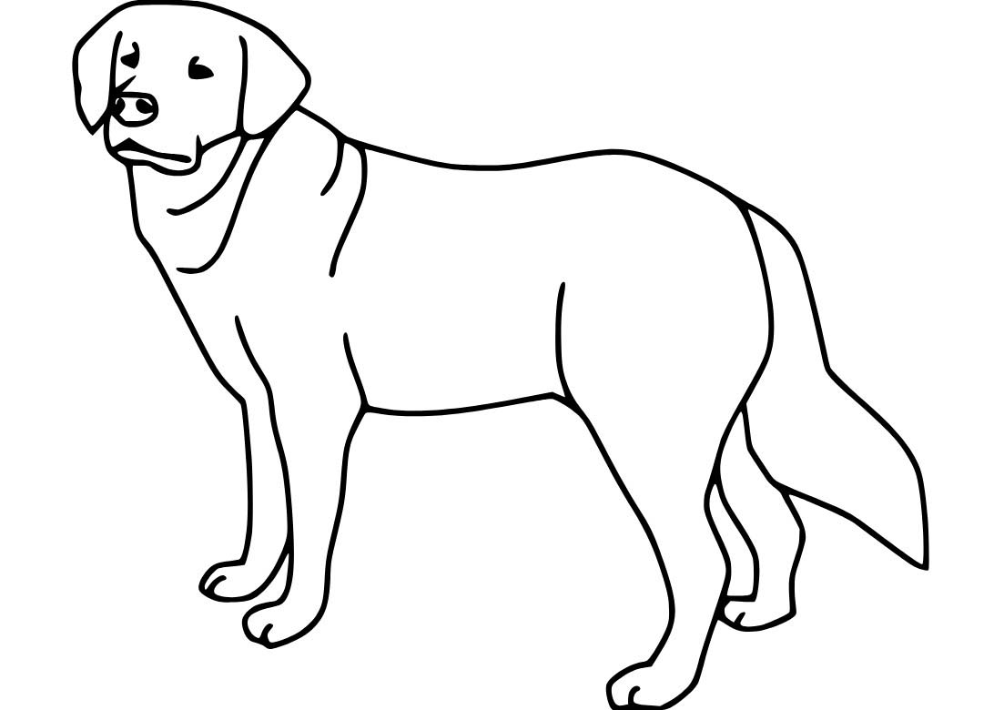 Labrador zdarma snadný omalovánka