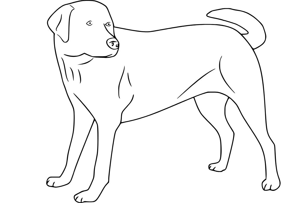 Labrador zdarma základní tisknutelné omalovánka