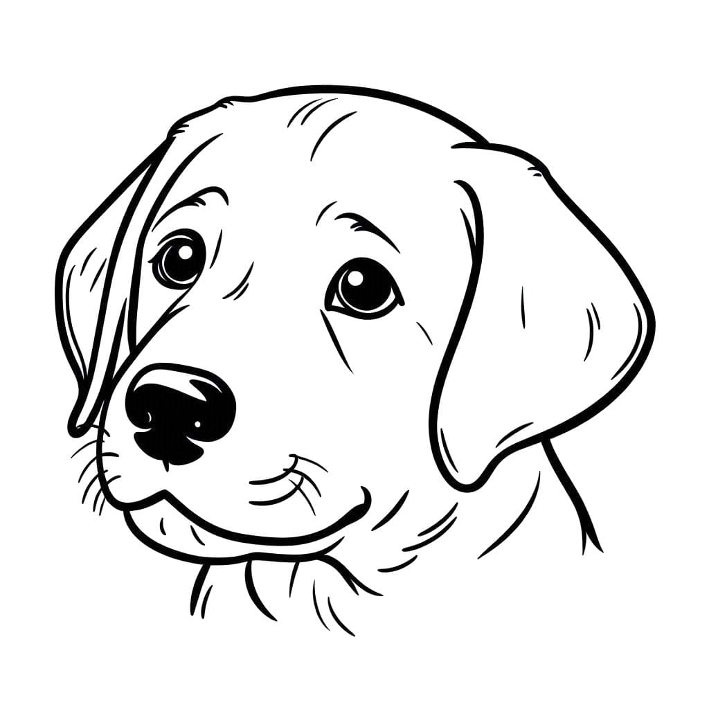 Labrador zdarma základní omalovánka