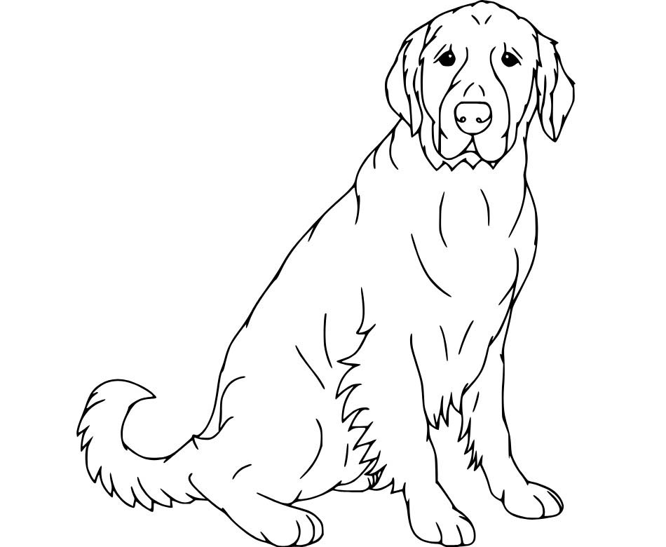 Labrador
