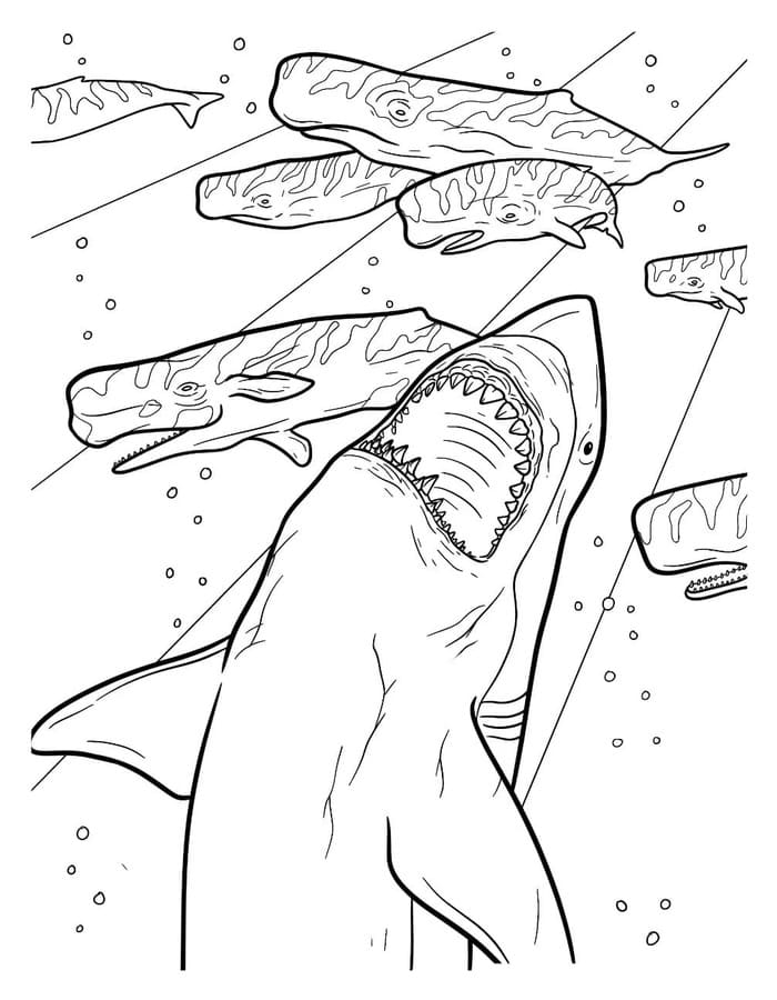 Megalodon zdarma pro děti omalovánka