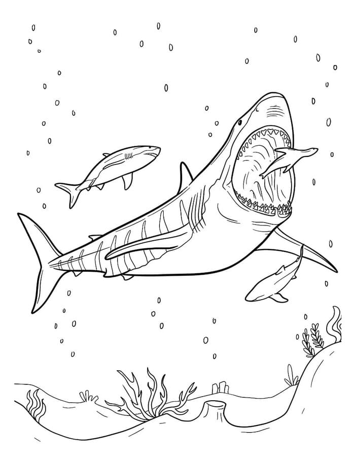 Nakreslete Megalodon prostý tisknutelné omalovánka