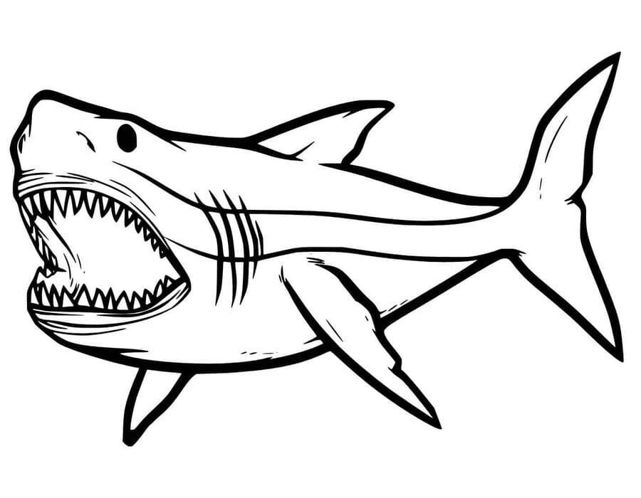 Nakreslete Megalodon základní omalovánka