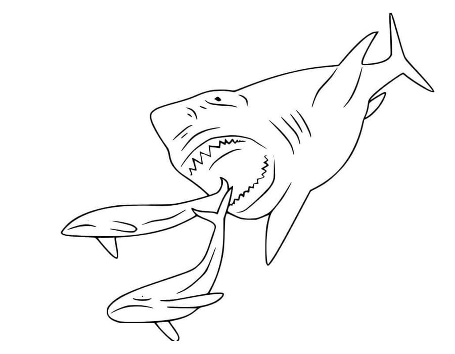 Nakreslete Megalodon zdarma prostý tisknutelné omalovánka