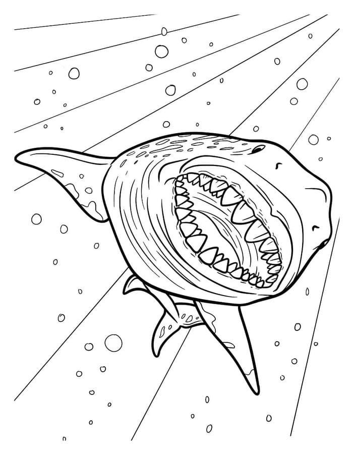 Nakreslete Megalodon zdarma základní omalovánka